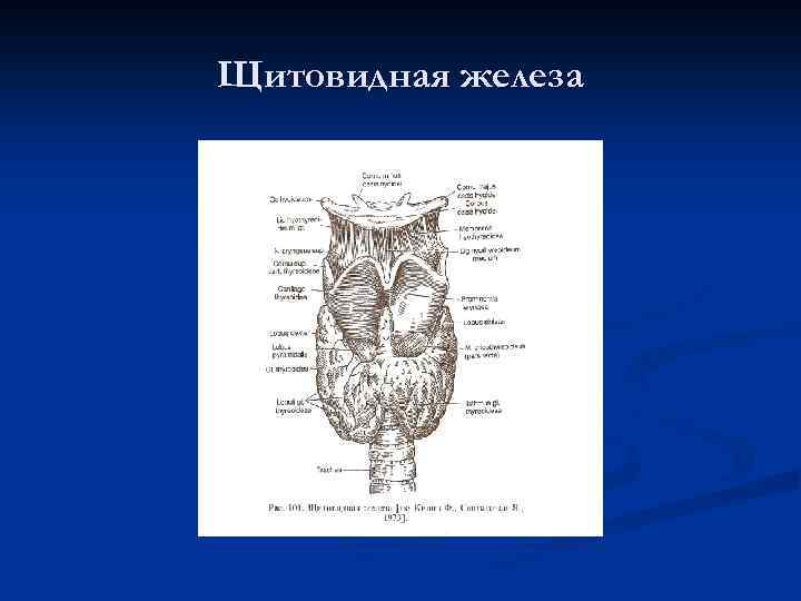 Щитовидная железа 