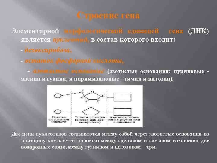 Строение гена Элементарной морфологической единицей гена (ДНК) является нуклеотид, в состав которого входит: -