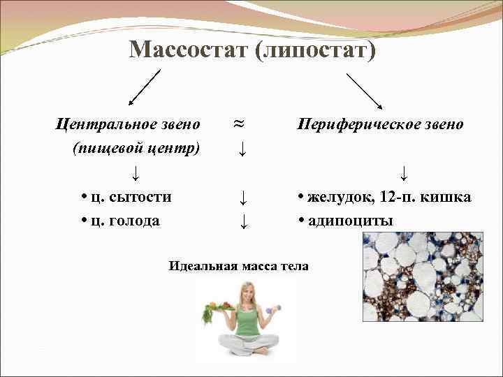 Массостат (липостат) Центральное звено ≈ Периферическое звено (пищевой центр) ↓ • ц. сытости ↓