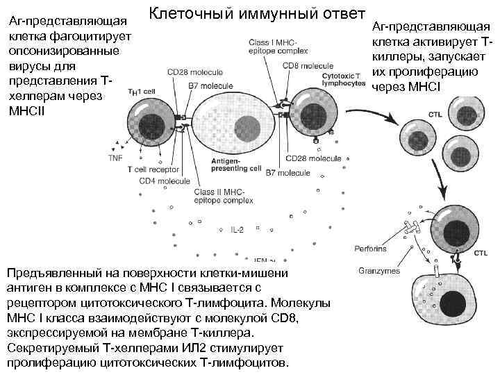 Схема т клеточного иммунного ответа