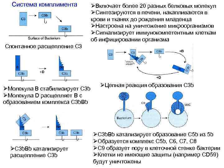 Система комплимента ØВключает более 20 разных белковых молекул ØСинтезируются в печени, накапливаются в крови