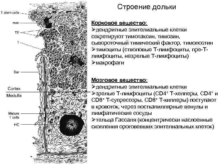 Строение дольки Корковое вещество: Øдендритные эпителиальные клетки секретируют тимотаксин, тимозин, сывороточный тимический фактор, тимопоэтин
