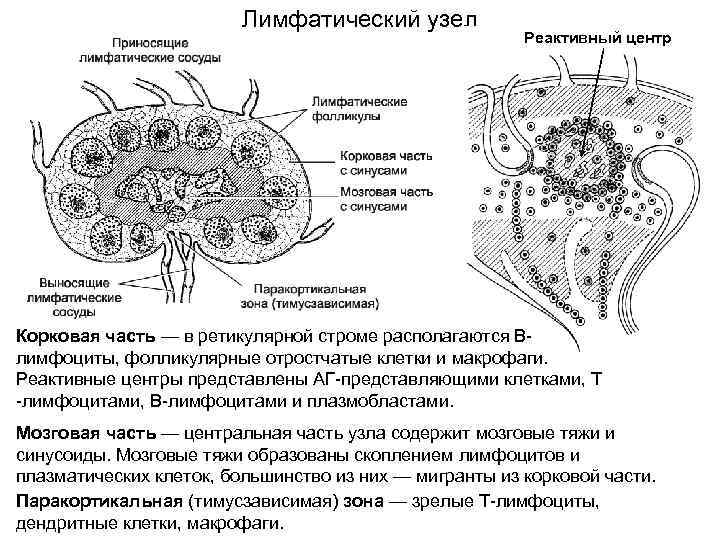 Клетки лимфы. Клетки лимфатического узла схема. Ретикулярная Строма лимфатического узла. Плазматические клетки лимфатический узел. Состав фолликулов лимфатического узла клетки.