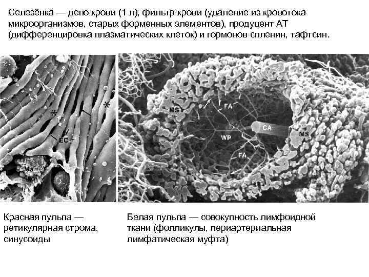 Селезёнка — депо крови (1 л), фильтр крови (удаление из кровотока микроорганизмов, старых форменных
