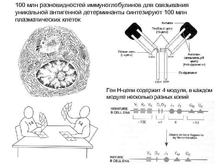 100 млн разновидностей иммуноглобулинов для связывания уникальной антигенной детерминанты синтезируют 100 млн плазматических клеток
