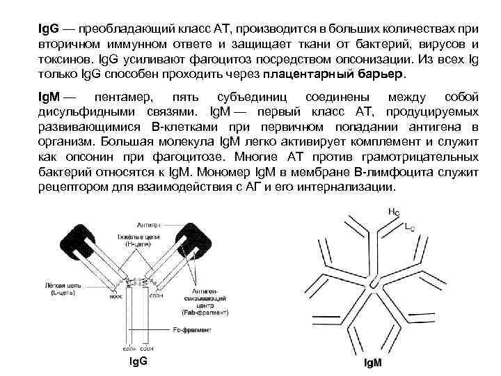 Ig. G — преобладающий клаcc АТ, производится в больших количеcтвах при вторичном иммунном ответе