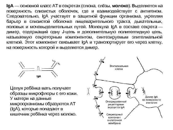 Ig. A — основной класс АТ в секретах (слюна, слёзы, молоко). Выделяется на поверхность
