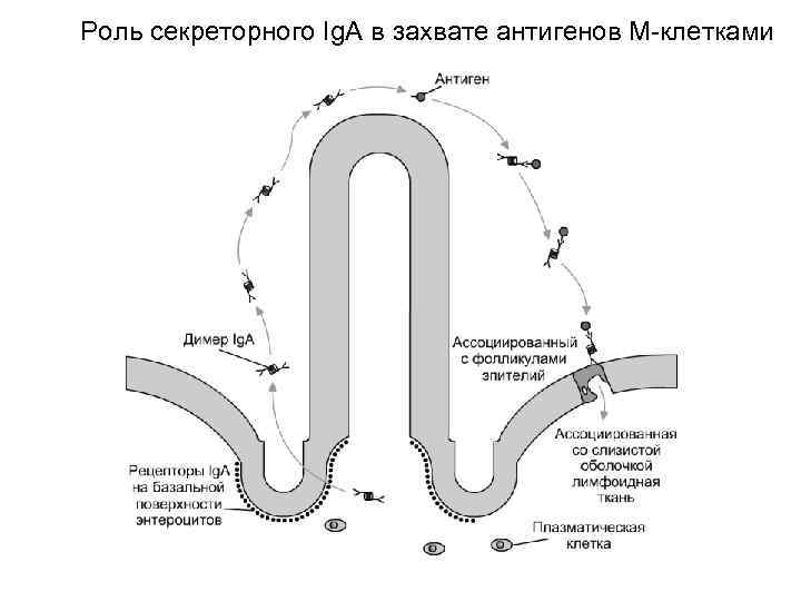 Роль секреторного Ig. A в захвате антигенов М-клетками 
