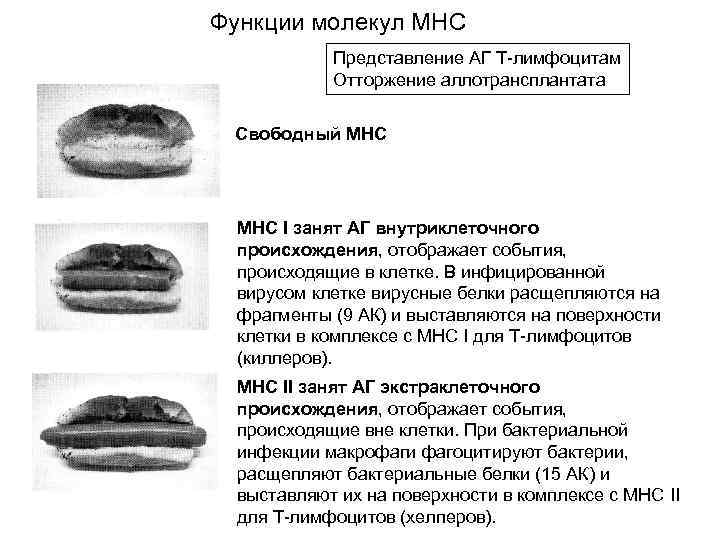 Функции молекул МНС Представление АГ Т-лимфоцитам Отторжение аллотрансплантата Свободный МНС I занят АГ внутриклеточного
