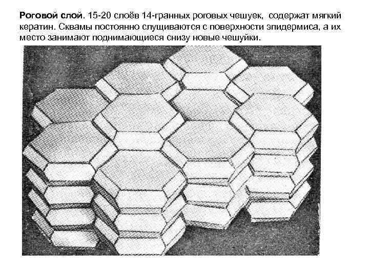 Роговой слой. 15 -20 слоёв 14 -гранных роговых чешуек,  содержат мягкий кератин. Сквамы