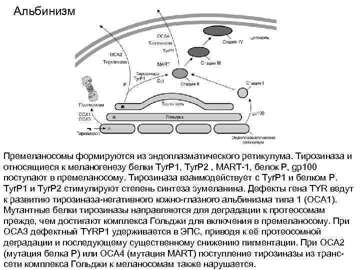  Альбинизм Премеланосомы формируются из эндоплазматического ретикулума. Тирозиназа и относящиеся к меланогенезу белки Tyr.
