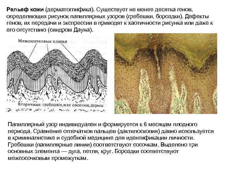 Чем обусловлен папиллярный рисунок кожи