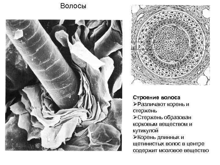  Развитие волосяного фолликула и сальной железы Волосы закладываются на 3 -м месяце развития.