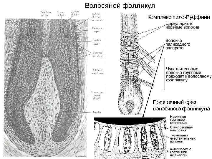  Смена волос Анаген — анаболическая стадия роста фолликула. При этом стержень волоса удлиняется