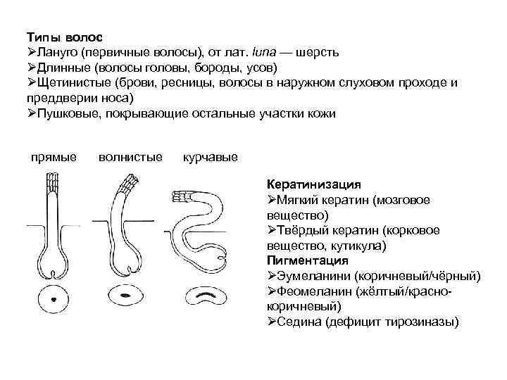 Толстая кожа  Тонкая кожа 