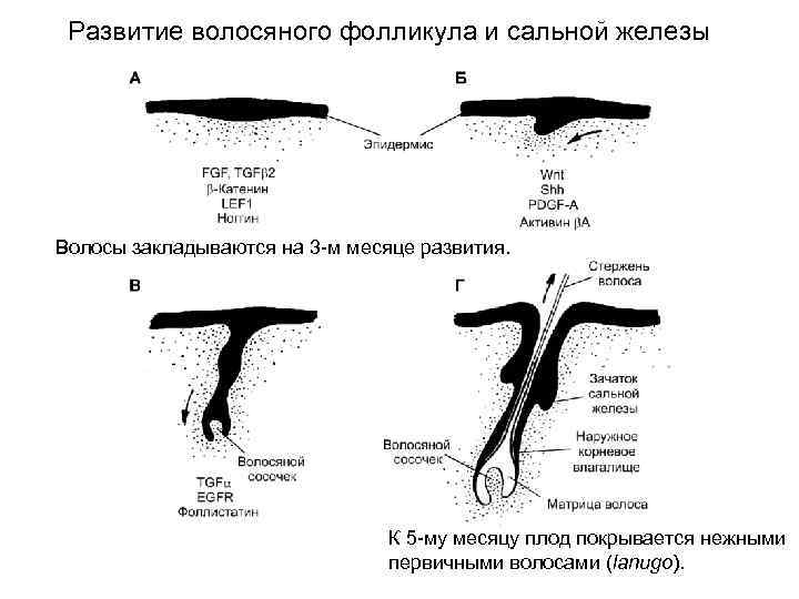 Нервные окончания кожи 
