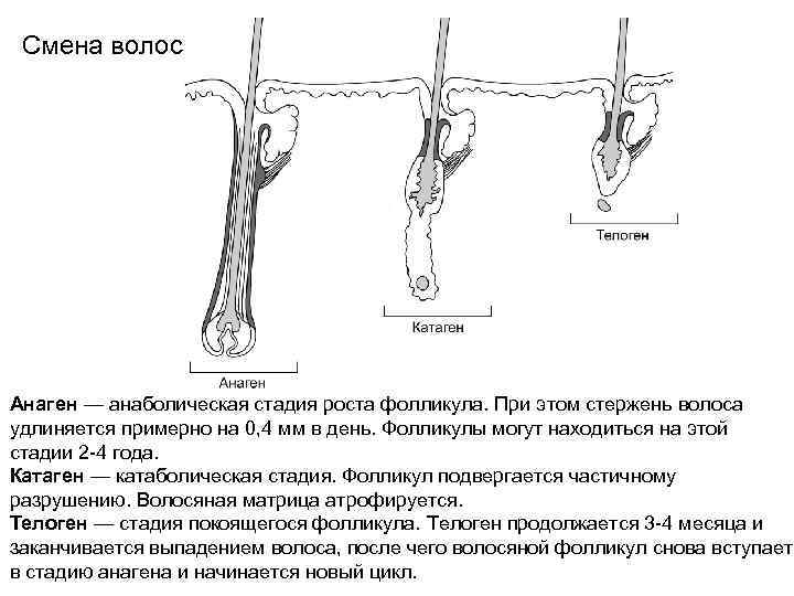   Чувствительные (афферентные) нервные окончания  ØСвободные нервные окончания (боль, температура ). 