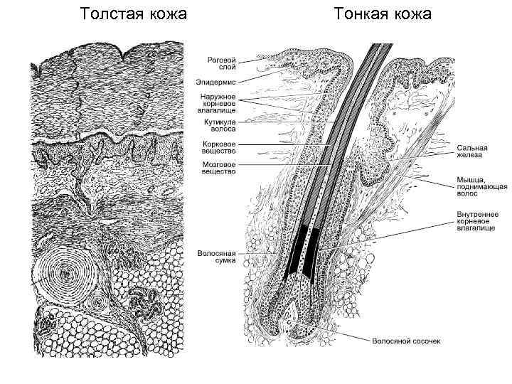     Восходящие чувствительные пути    Роландово   