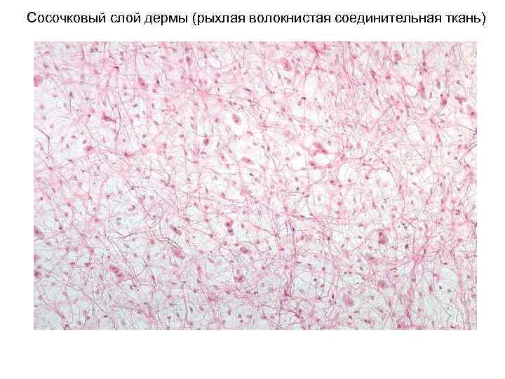 Сосочковый слой дермы (рыхлая волокнистая соединительная ткань) 