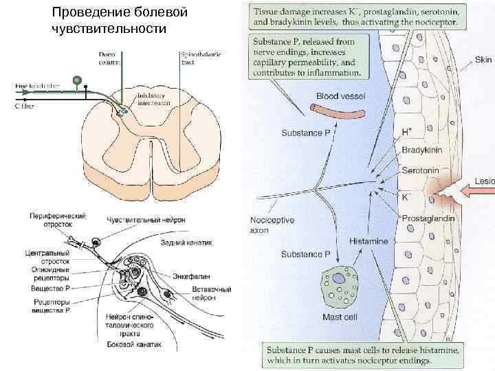 Синтез витамина D 3 В кератиноцитах образуется 7 -дегидрохолестерол, который под действием УФ (длина