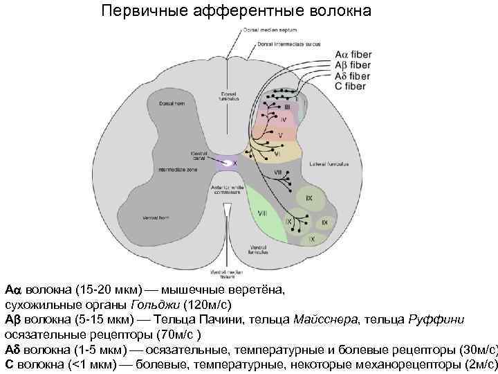    Заживление кожных ран Эпидермис  за счёт росткового слоя , волосяных