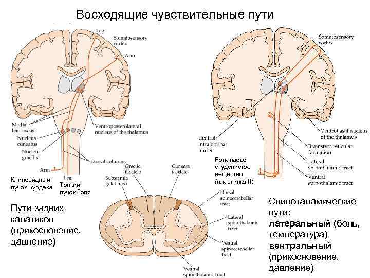  Ногти Ноготь — роговая пластинка, лежащая на эпителии концевых фаланг пальцев рук и