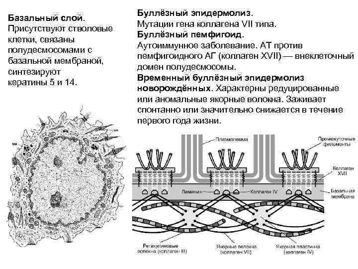      Буллёзный эпидермолиз. Базальный слой.     Мутации