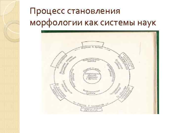 Процесс становления морфологии как системы наук 