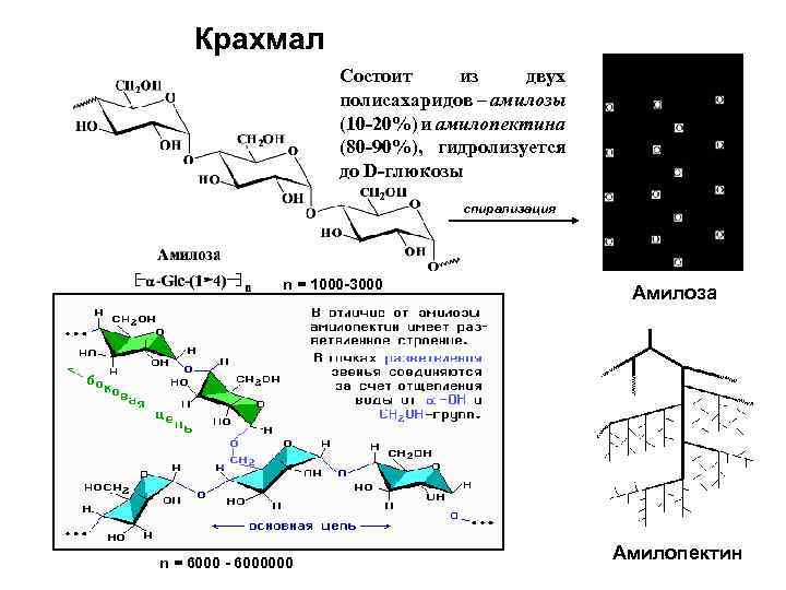 Крахмал Состоит из двух полисахаридов – амилозы (10 -20%) и амилопектина (80 -90%), гидролизуется