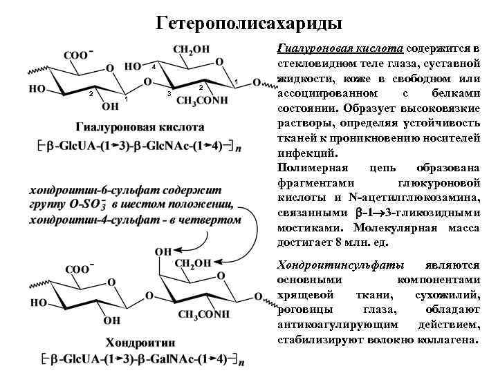 Гетерополисахариды 4 2 1 3 2 1 Гиалуроновая кислота содержится в стекловидном теле глаза,