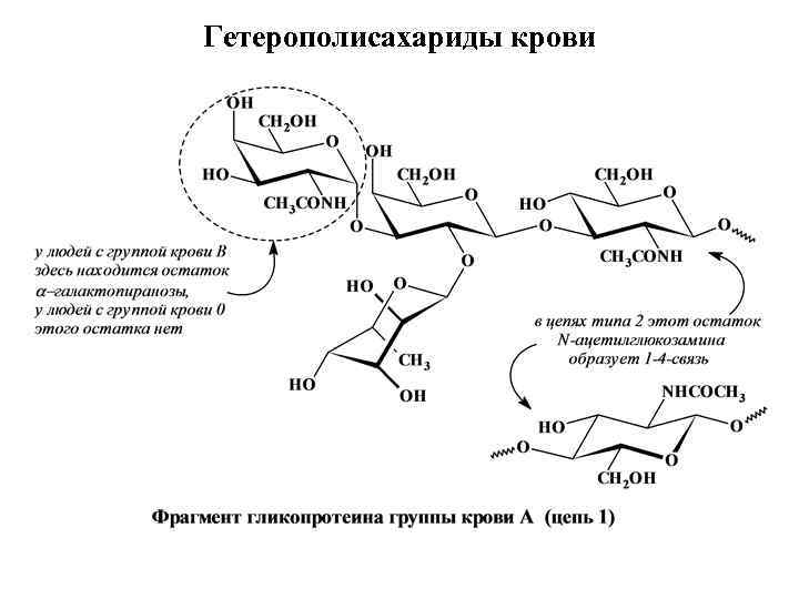 Гетерополисахариды крови 