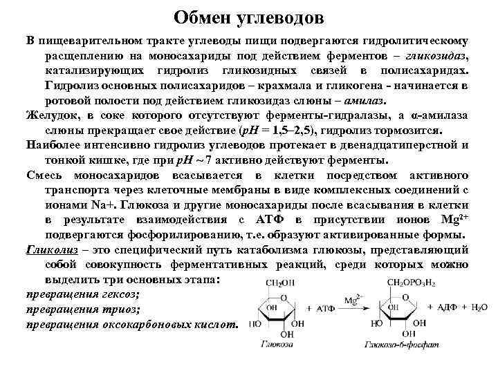 Обмен углеводов В пищеварительном тракте углеводы пищи подвергаются гидролитическому расщеплению на моносахариды под действием