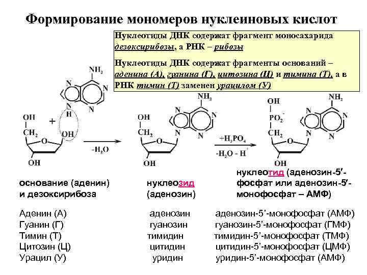 Содержание цитозина в днк