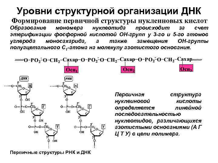 Организация днк