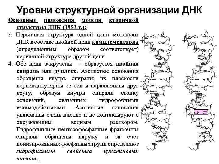 Уровни структурной организации ДНК Основные положения модели вторичной структуры ДНК (1953 г. ): 3.