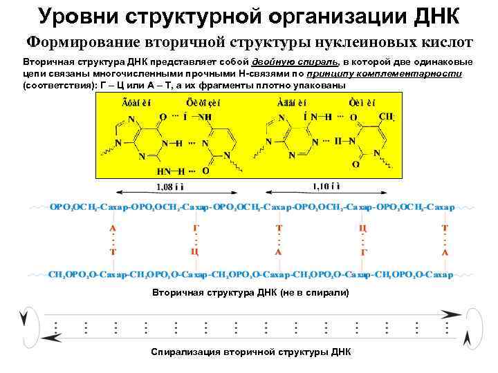 Организация днк