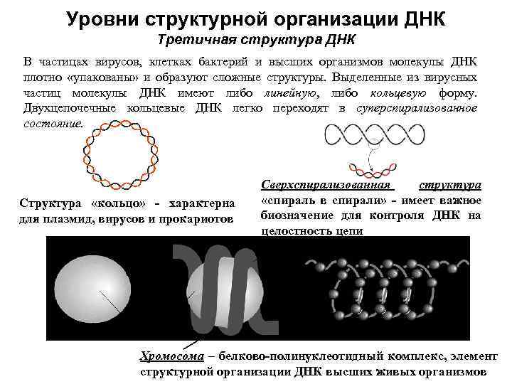 Организация днк