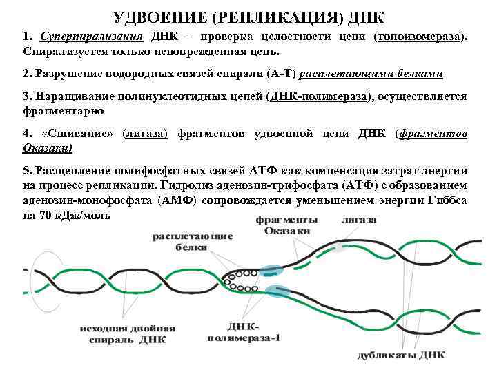 УДВОЕНИЕ (РЕПЛИКАЦИЯ) ДНК 1. Суперпирализация ДНК – проверка целостности цепи (топоизомераза). Спирализуется только неповрежденная