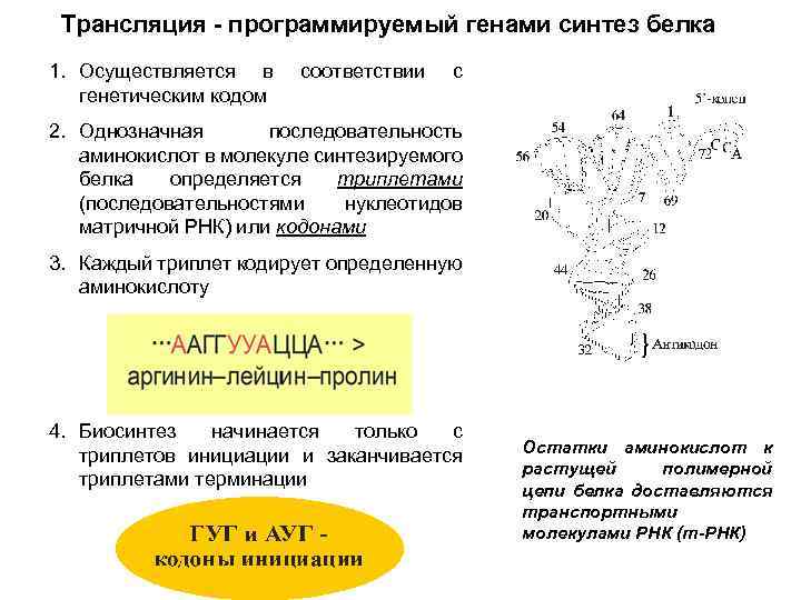 Трансляция - программируемый генами синтез белка 1. Осуществляется в генетическим кодом соответствии с 2.