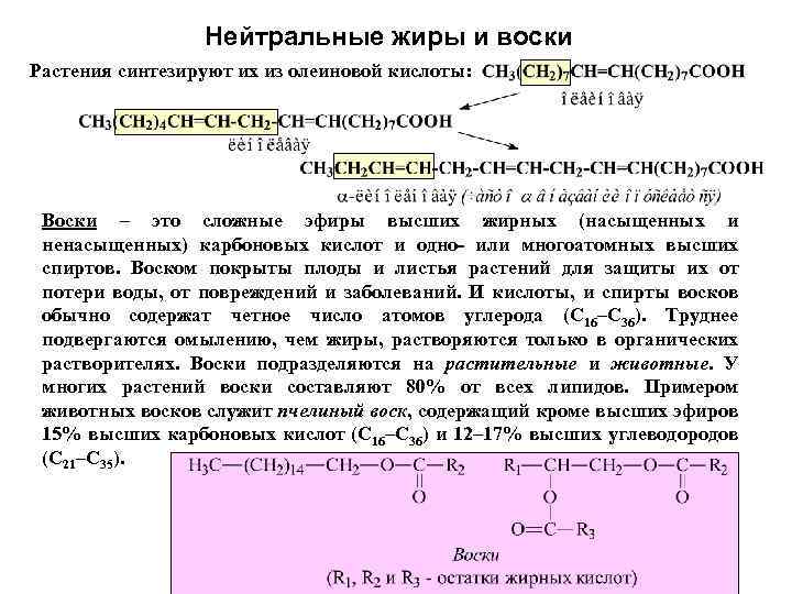 Нейтральные жиры и воски Растения синтезируют их из олеиновой кислоты: Воски – это сложные