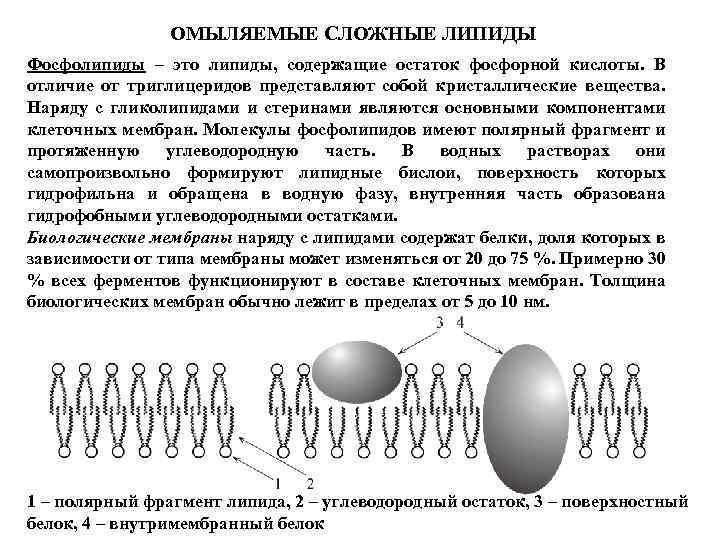 Простыми липидами являются. Липиды омыляемые липиды. Сложные липиды классификация. Сложно омыляемые липиды. Омыляемые липиды примеры.