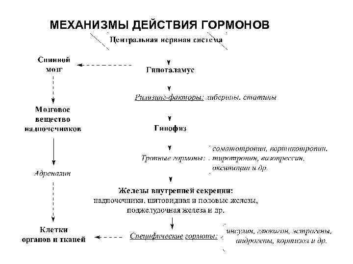 МЕХАНИЗМЫ ДЕЙСТВИЯ ГОРМОНОВ 
