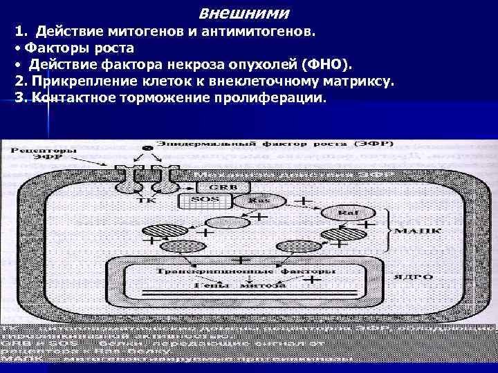 Внешними 1. Действие митогенов и антимитогенов. • Факторы роста • Действие фактора некроза опухолей