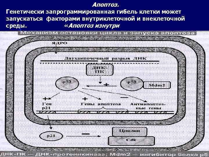 Апоптоз. Генетически запрограммированная гибель клетки может запускаться факторами внутриклеточной и внеклеточной среды. «Апоптоз изнутри