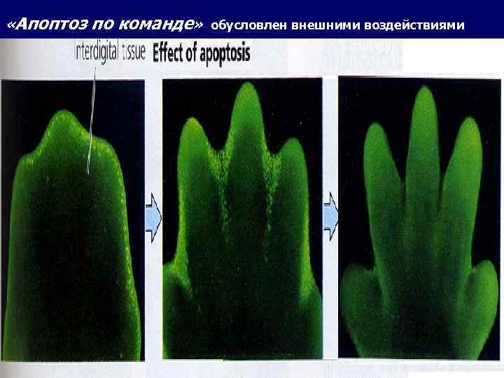  «Апоптоз по команде» обусловлен внешними воздействиями 