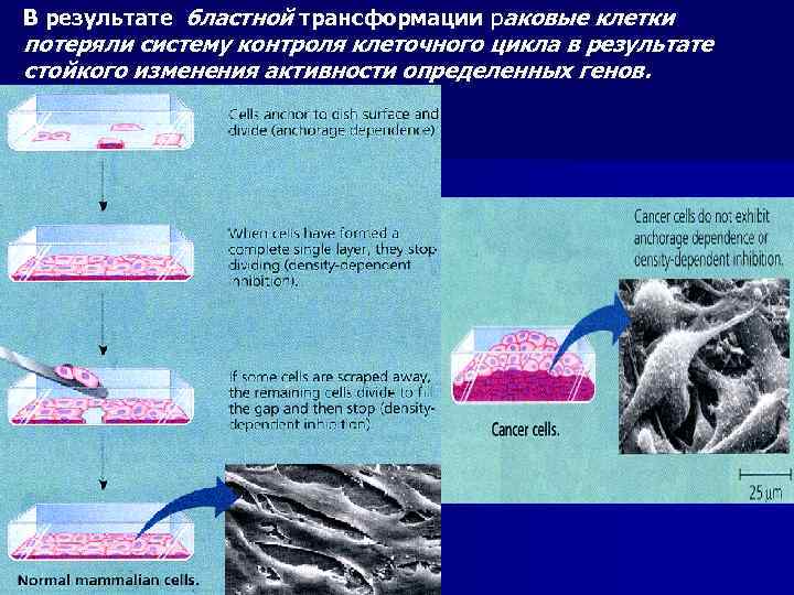 В результате бластной трансформации раковые клетки потеряли систему контроля клеточного цикла в результате стойкого