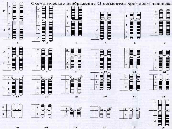 Местоположение генов в хромосоме. Линейное расположение генов в хромосоме. Расположение генов в хромосомах. Линейное расположение генов в хромосоме генетические карты. Доказательство линейного расположения генов в хромосоме.