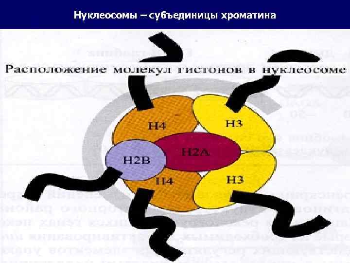 Нуклеосомы – субъединицы хроматина 