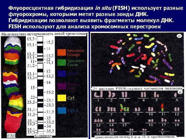 Флуоресцентная гибридизация in situ (FISH) использует разные флуорохромы, которыми метят разные зонды ДНК. Гибридизации