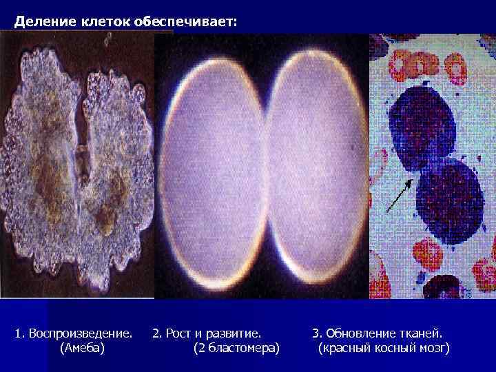 Деление клеток обеспечивает: 1. Воспроизведение. (Амеба) 2. Рост и развитие. (2 бластомера) 3. Обновление